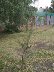 Geoffroea decorticans