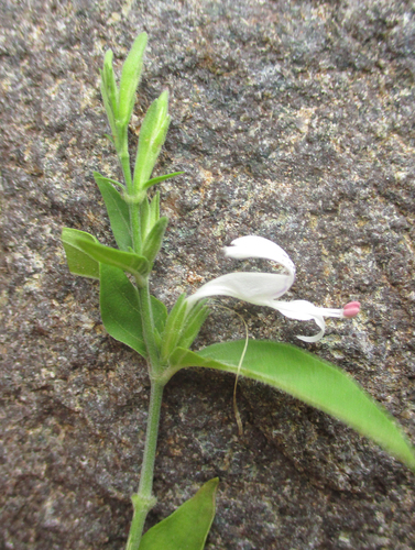 White Ribbon Flower