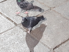 Columba livia