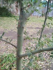 Geoffroea decorticans