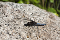 Erythrodiplax atroterminata