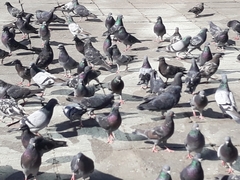Columba livia