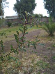 Geoffroea decorticans