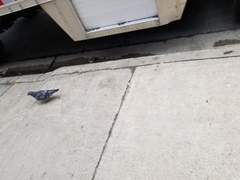 Columba livia domestica