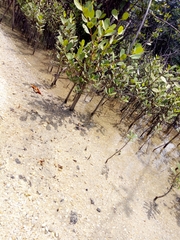 Rhizophora mangle