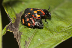 Isozulia christenseni