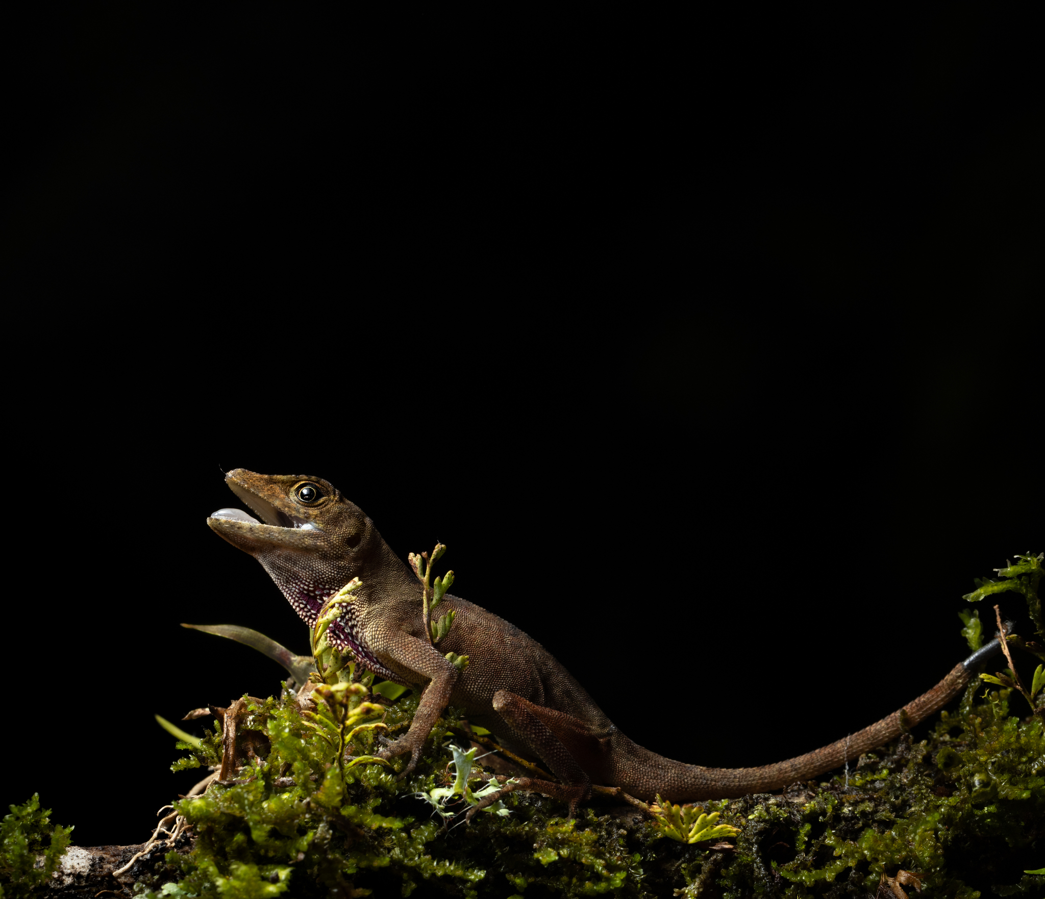 Cope's Veracruz Anole photo 5