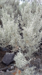 Atriplex lampa