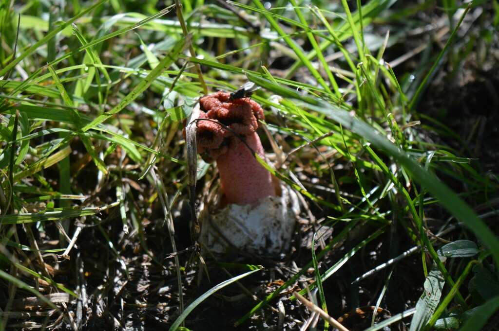 Lysurus sphaerocephalus · November 2018 · photo: © rebecaquetglas (iNaturalist, cc0)