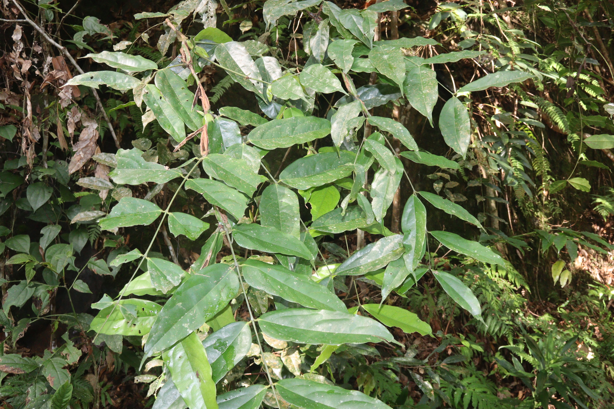Humboldtia laurifolia