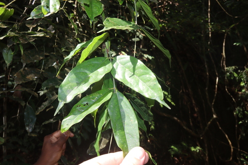 Image of Humboldtia Laurifolia (Humboldtia laurifolia) by (c) Edmundas Greimas, some rights reserved (CC BY)