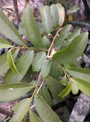 Annona muricata