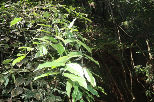 Image of Humboldtia Laurifolia (Humboldtia laurifolia) by (c) Edmundas Greimas, some rights reserved (CC BY)