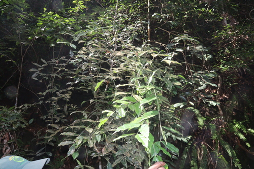 Image of Humboldtia Laurifolia (Humboldtia laurifolia) by (c) Edmundas Greimas, some rights reserved (CC BY)