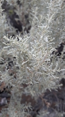 Atriplex lampa