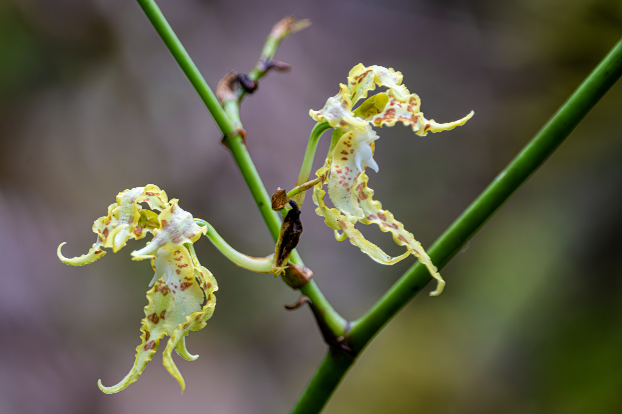 Cyrtochilum tetraplasium (Rchb.f.) Dalström 3