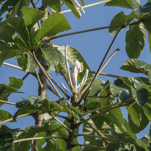 Foto de Embaúba