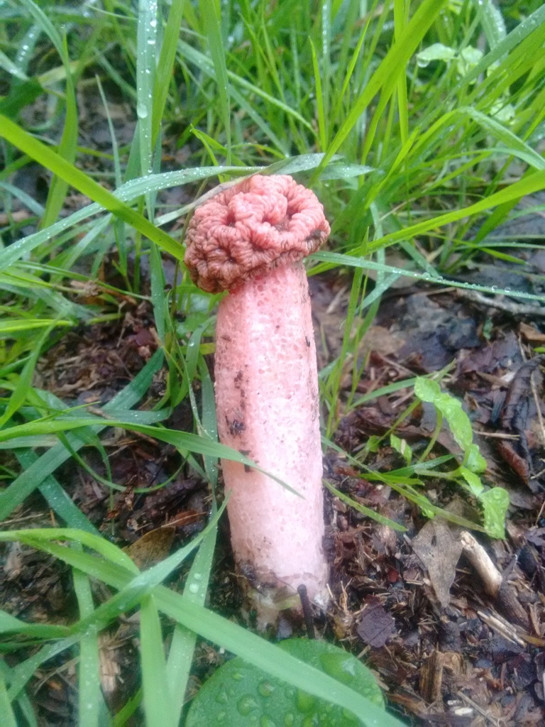 Lysurus sphaerocephalus · May 2018 · photo: © rebecaquetglas (iNaturalist, cc0)