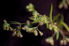 Galium philistaeum