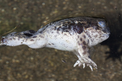 Odontophrynus