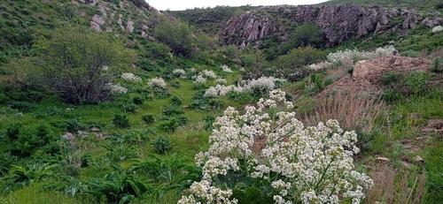 Crambe cordifolia, photograph 6