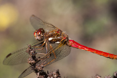 Sympetrum gilvum