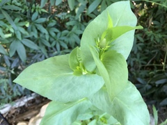 Rudbeckia amplexicaulis