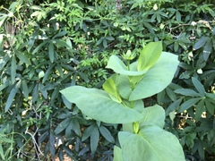 Rudbeckia amplexicaulis