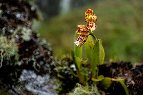 Velleum Oncidium