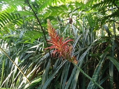 Pitcairnia spicata