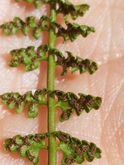 Asplenium fontanum