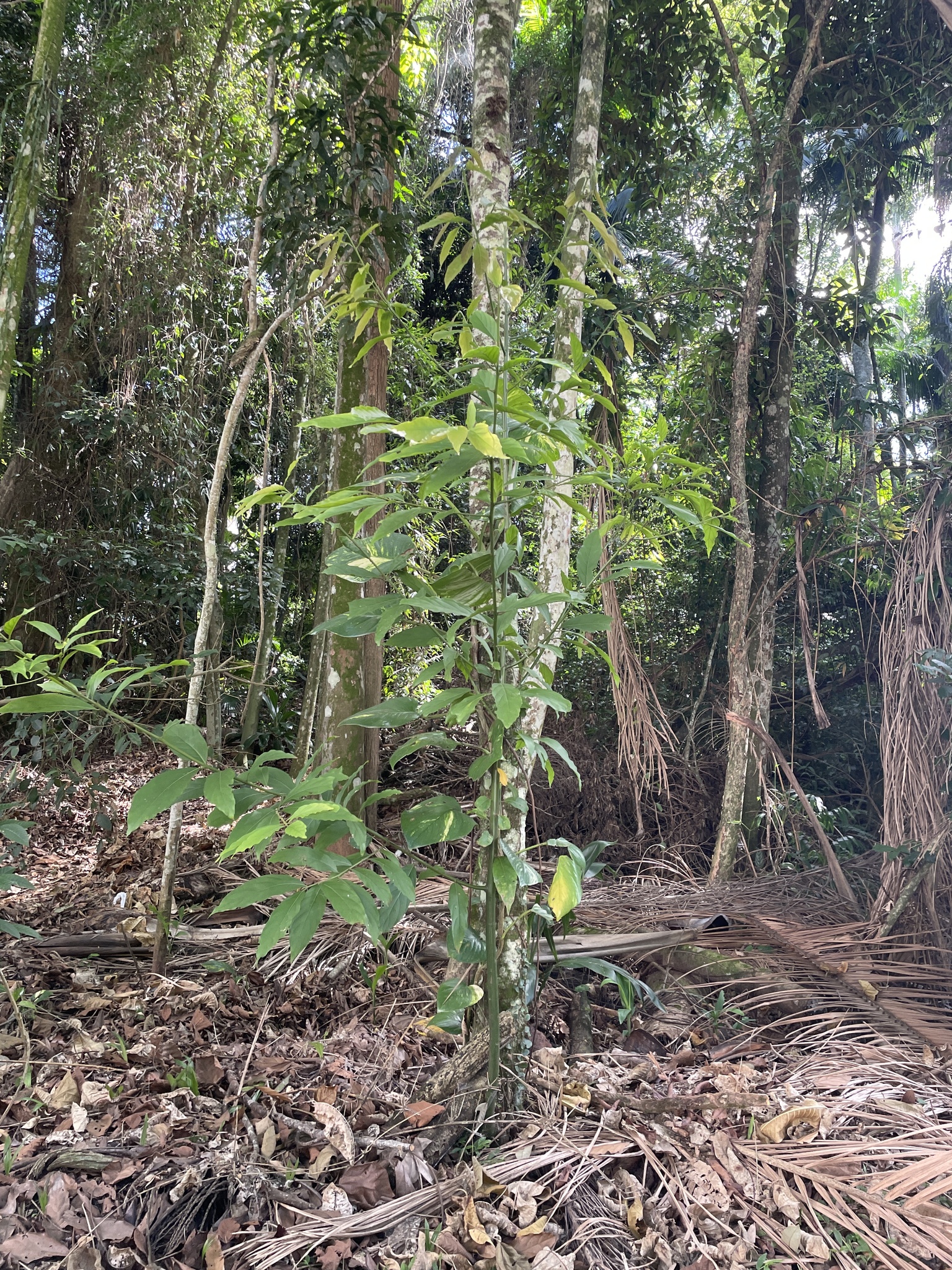 Imagem de Canela-preta