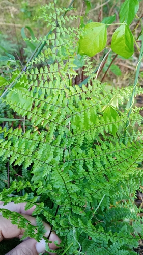 Image of Adiantopsis chlorophylla by (c) Agustina Collazo, some rights reserved (CC BY)
