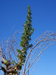 Cliffortia phillipsii