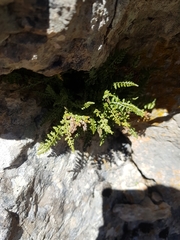Asplenium fontanum