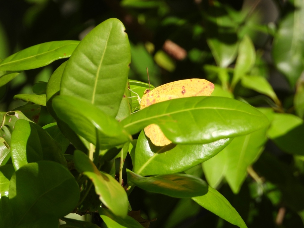 Large Orange Sulphur