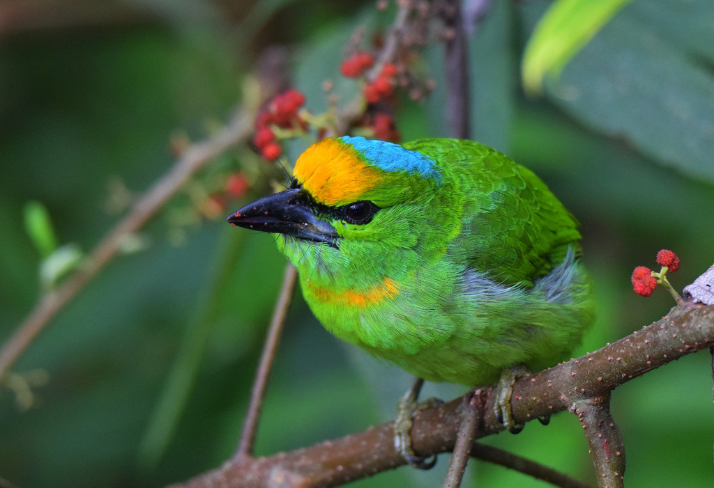 Flame-fronted Barbet photo