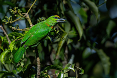 Flame-Fronted Barbet photo 3