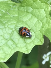 Harmonia axyridis