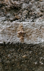 Gymnoscelis admixtaria