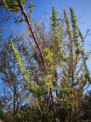 Cliffortia phillipsii