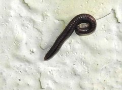 Anaulaciulus tonginus