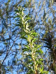 Cliffortia phillipsii