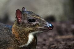 Java Mouse-Deer photo 2