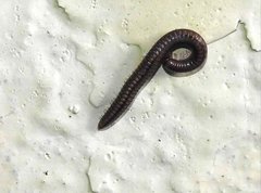 Anaulaciulus tonginus