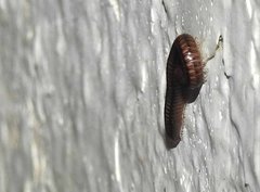 Anaulaciulus tonginus