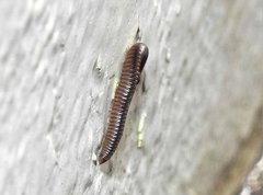 Anaulaciulus tonginus