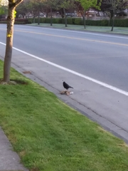 Corvus brachyrhynchos