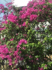 Bougainvillea