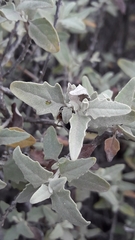 Buddleja mendozensis